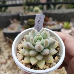 多肉植物　エストレラ