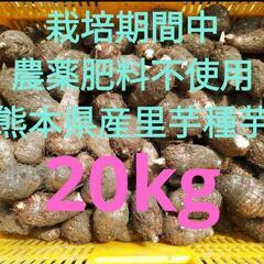 ●里芋種芋●20kg●