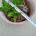 ランキングキーワードに紐づく投稿画像-多肉植物