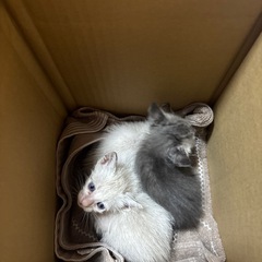 子猫保護しました。