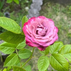 バラ苗 ラミー