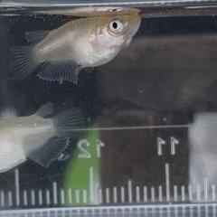 蛍　メダカの画像