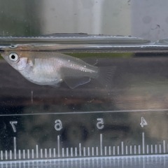 蛍　メダカの画像