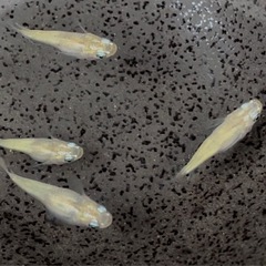 蛍　メダカ