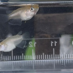 蛍　メダカの画像