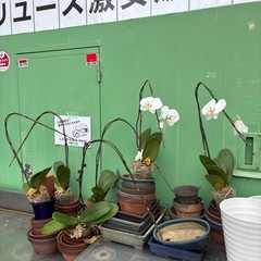 胡蝶蘭　6株（まとめて引き取りいただける方）