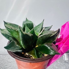 サボテン 多肉植物の画像