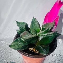 サボテン 多肉植物の画像