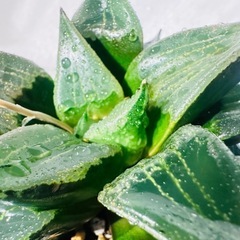 サボテン 多肉植物の画像