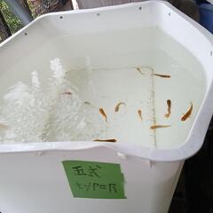 五式typeRメダカ