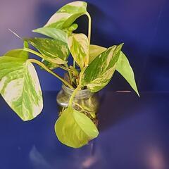 観葉植物  ポトス