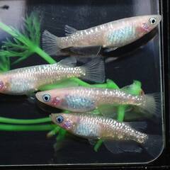 値下げ　増量　レア個体　針子　フラミンゴ（ピンクサファイヤカガミ鱗）　めだか　15匹＋αの画像