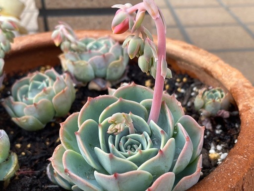 植物多肉植物 エケベリア 七福神 ヘラクレス (K) 市川大門のその他の