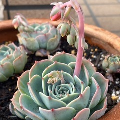 多肉植物 エケベリア 七福神 ヘラクレス