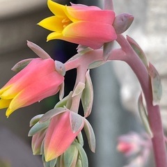 植物　多肉植物 エケベリア 七福神 ヘラクレスの画像