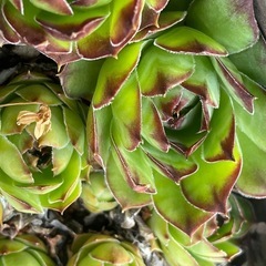 多肉植物　センペルビブム 2種の画像