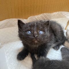 子猫3匹の里親募集！
