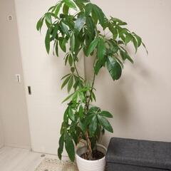パキラ 観葉植物 IKEA鉢付き
