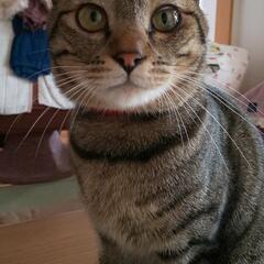 ねこ2歳雌里親募集
