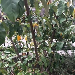 伐採した木の処分、または粉砕(グミの木)