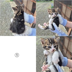 子猫4匹里親募集です