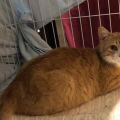 エイズキャリアの約2歳半