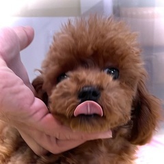 ✨マナートレーニング済みの小さなTカッププードル✨本日の限…