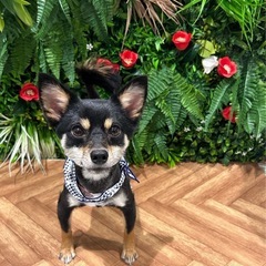 3歳柴チワ♂ − 東京都