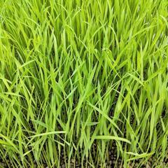 お米の種（種籾）の画像