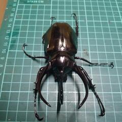 コーカサスオオカブト