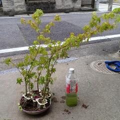 紅葉数本/北区から