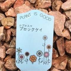 コプロスマ　ブロックケイ　苗木の画像