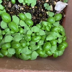 バジルの苗　複数でも10円