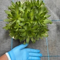 センペルビウム　上海ローズ　の画像