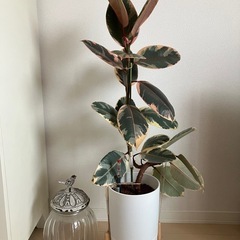 ①観葉植物　フィカス ルビー