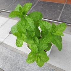 無農薬ミント苗
