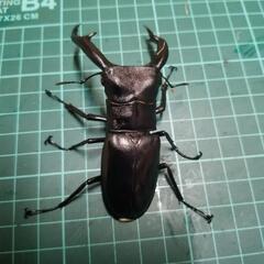 マンディブラリスフタマタクワガタ②