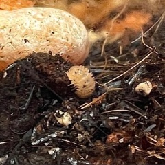ムリカタム ダンゴムシ 希少 10匹
