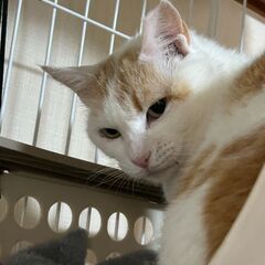 鍵しっぽの女の子 − 福島県