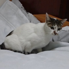✨避妊・去勢手術済み✨目が綺麗で慣れると甘えん坊な猫ちゃん✨１〜２歳