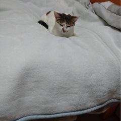 ✨避妊・去勢手術済み✨目が綺麗で慣れると甘えん坊な猫ちゃん✨１〜２歳 - 猫