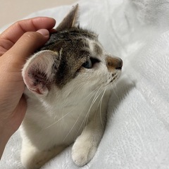 ✨避妊・去勢手術済み✨目が綺麗で慣れると甘えん坊な猫ちゃん✨１〜２歳 − 福岡県