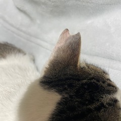 ✨避妊・去勢手術済み✨目が綺麗で慣れると甘えん坊な猫ちゃん✨１〜２歳 - 里親募集