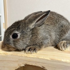 可愛いうさぎの赤ちゃんです