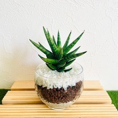 サンスベリア　フランシシー　観葉植物　ハイドロカルチャー