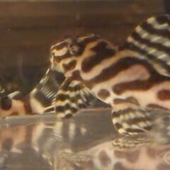 熱帯魚　キンペコ　若魚　２匹