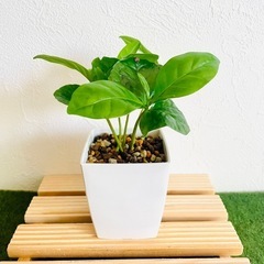 コーヒーの木　観葉植物　鉢植え　そのまま飾れる　無機質の土