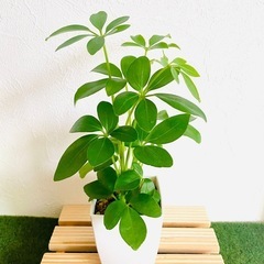 シェフレラ　スカフェラ　アルボリコーラ　観葉植物　鉢植え　そのま...