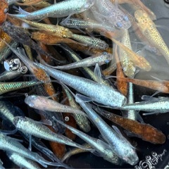 🐟ミックスめだか（めだか・メダカ）🐟20匹の画像