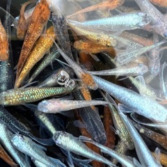 🐟ミックスめだか（めだか・メダカ）🐟20匹の画像